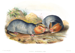 Indomalayan Bamboo Rat photo 2