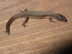 Muller's Tegu photo 2