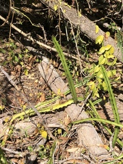 Selenicereus triangularis