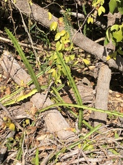 Selenicereus triangularis