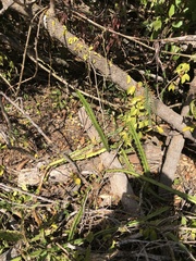 Selenicereus triangularis