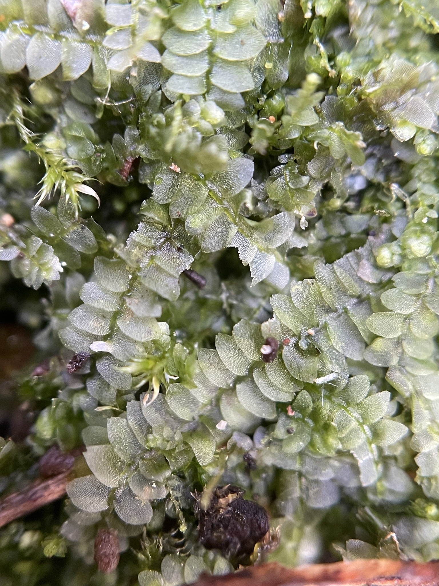 Calypogeia