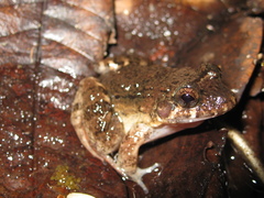 Leptodactylus petersii