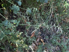 Iresine angustifolia