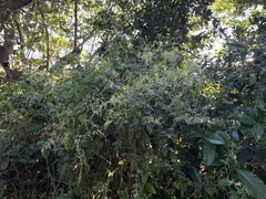 Iresine angustifolia