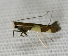 Caloptilia bimaculatella
