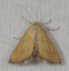 Xanthophysa psychicalis