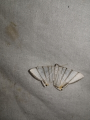 Opisthoxia metargyria
