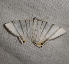 Opisthoxia metargyria