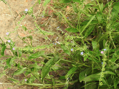 Cynoglossum australe
