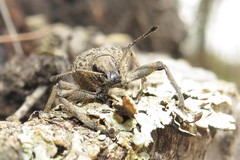 Psapharus infaustus