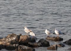 Chroicocephalus ridibundus