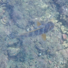 Abudefduf declivifrons