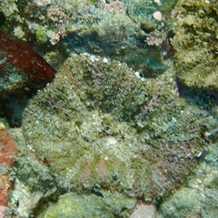 Actinostella bradleyi