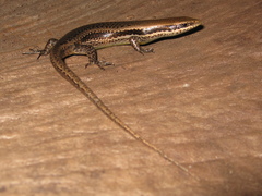 Notomabuya frenata