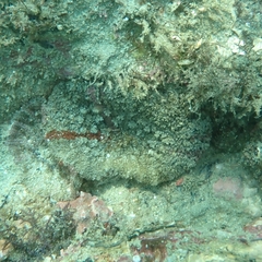 Actinostella bradleyi