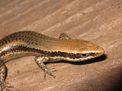 Notomabuya frenata