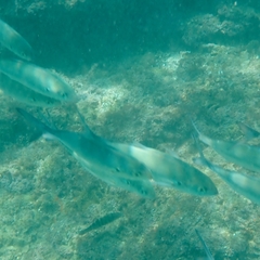 Caranx caballus