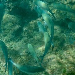 Caranx caballus