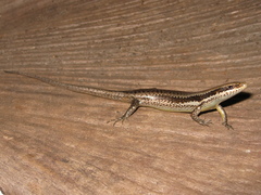 Notomabuya frenata