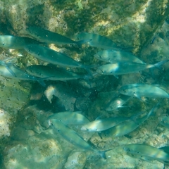 Caranx caballus