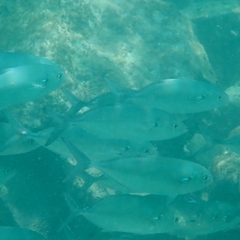 Caranx caballus