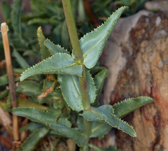 Penstemon floridus floridus