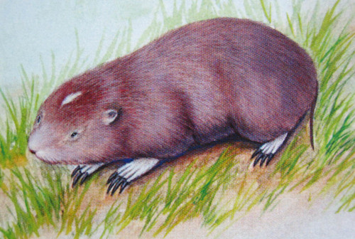 Chinese Zokor (Eospalax fontanierii) — Least Concern Mammalia