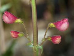 Penstemon floridus floridus