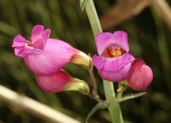 Penstemon floridus floridus