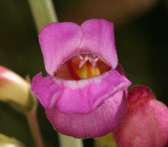 Penstemon floridus floridus