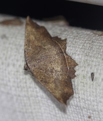 Polyacme subpulchra