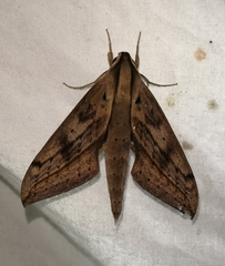 Xylophanes anubus