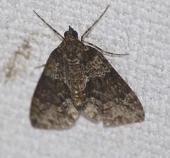 Polyclysta hypogrammata