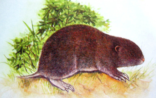 Smith's Zokor (Eospalax smithii) — Least Concern Mammalia