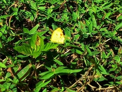 Pyrisitia lisa euterpe