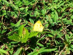 Pyrisitia lisa euterpe