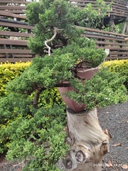 Juniperus coahuilensis