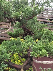 Juniperus coahuilensis