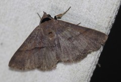 Ophyx eurrhoa