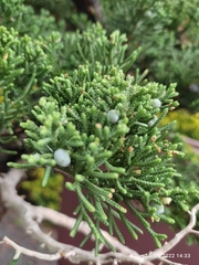 Juniperus coahuilensis