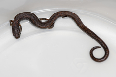 Batrachoseps gregarius