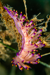 Coryphellina rubrolineata