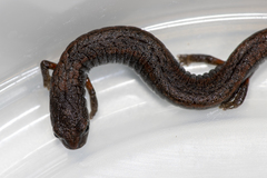 Batrachoseps gregarius