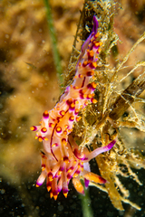 Coryphellina rubrolineata