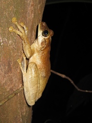 Osteocephalus taurinus