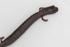 Batrachoseps gregarius