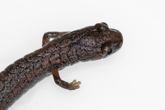 Batrachoseps gregarius