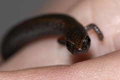 Batrachoseps gregarius