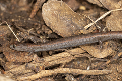 Batrachoseps gregarius